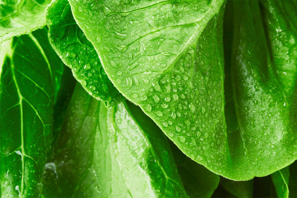 lettuce-close-up